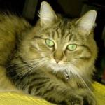 543447_283899118392016_782678981_n