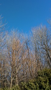 Sunday drive in Brossard Dec 8, 2013