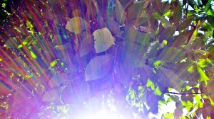 © Tournesol dans un jardin