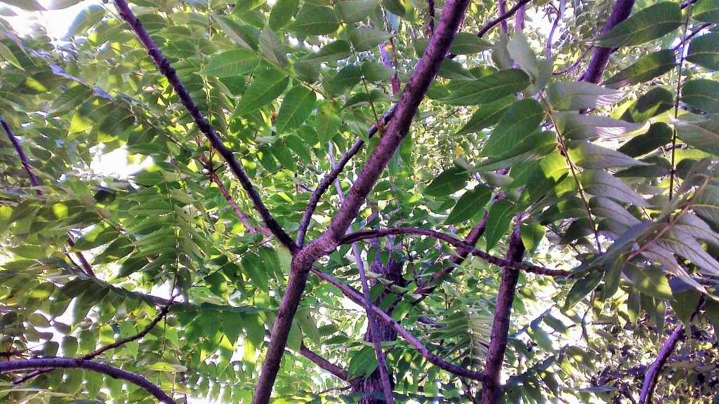 © Clr '14 Hiding from the sun