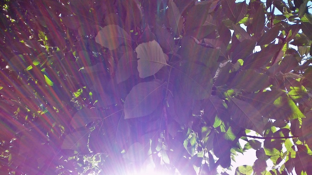 © Clr '14  Sous les arbres