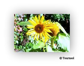 copy-sunflower-logo1.jpg