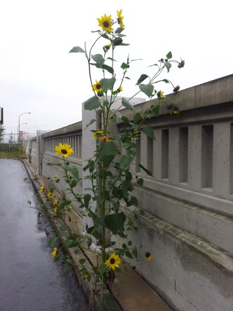 © Clr '14 November, Montréal