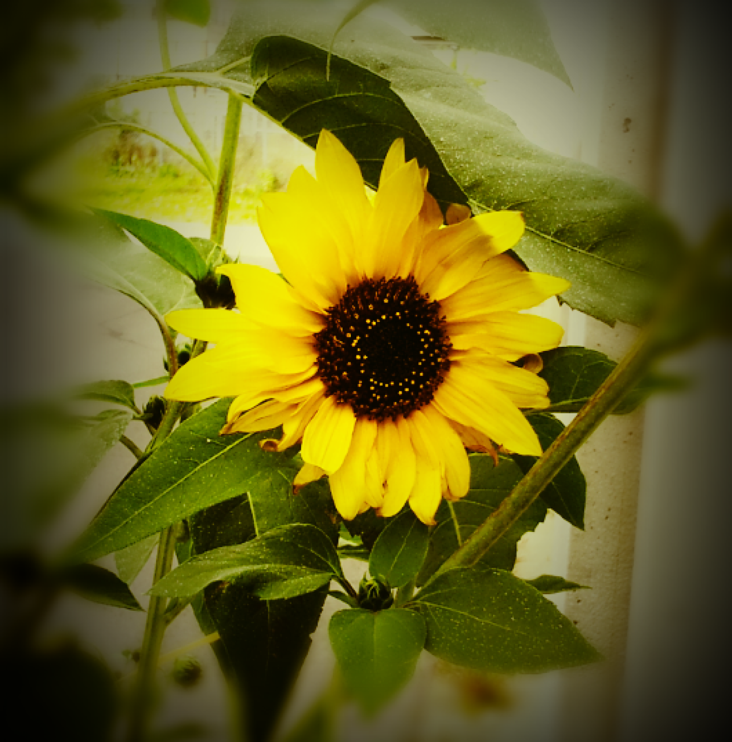 Tournesol dans un Jardin