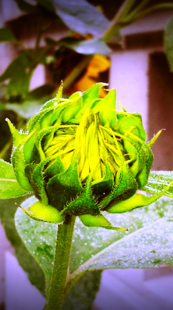 cropped-sunflower-bud-282-x-448.png