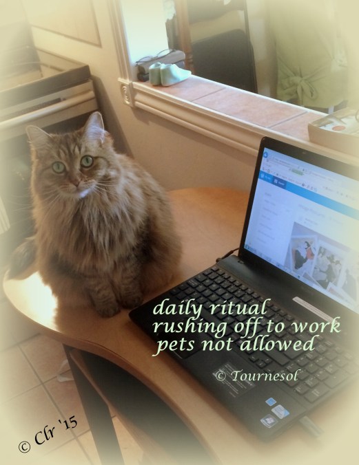 daily ritual   haiga