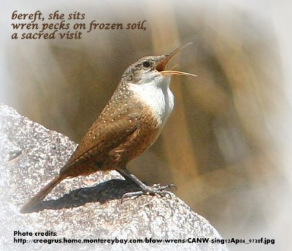 Haiga wren on frozen garden