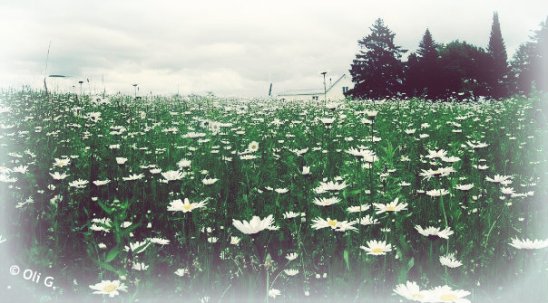 © OliG'15 (Gaspé - marguerite) 