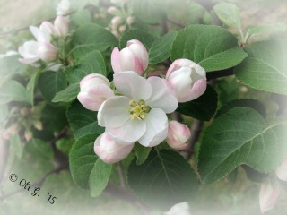 © Clr ' Rougemont apple blossoms