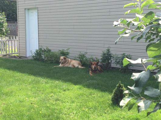 (c) Clr'15 Chilling in the shad