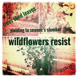 21074192874_2686e7bf78_z