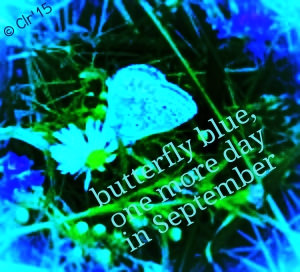 butterfly blue