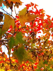 © Cheryl-Lynn R. '15