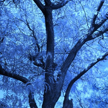 © Cheryl-Lynn R.'15