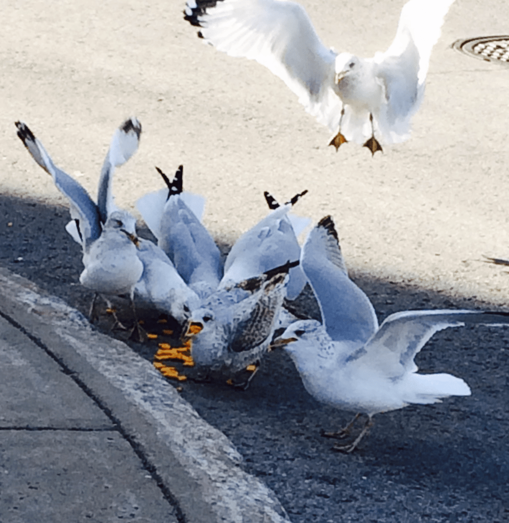 © Clr '15 Gorging Seagulls
