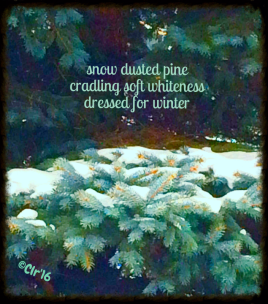 pine haiga