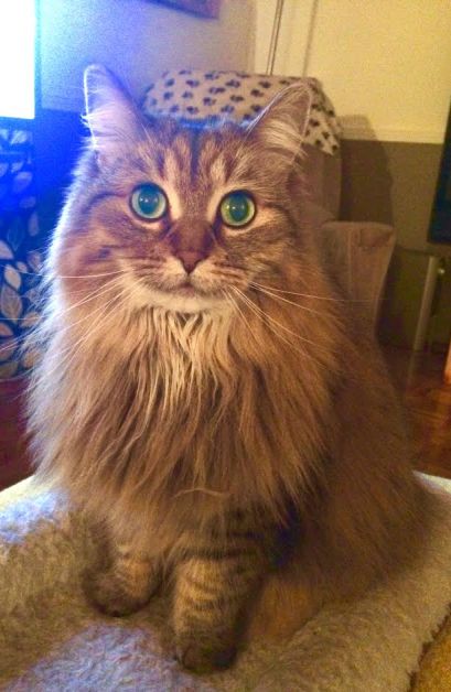 (c) Clr'16 Determination